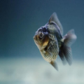 Black goldfish swimming in an aquarium